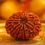 11-Mukhi